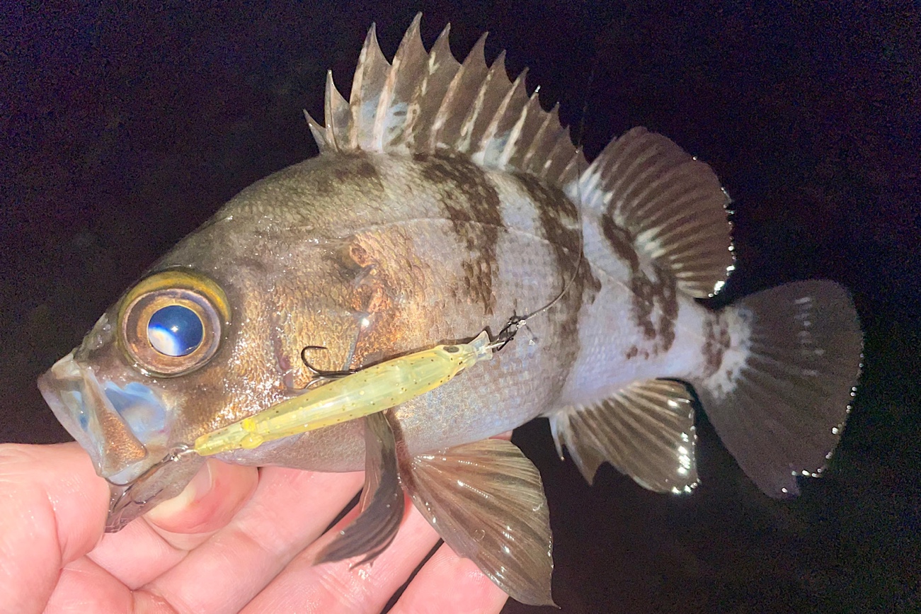 メバリングにおすすめのプラグ！初心者でも釣れるカラーやアクション